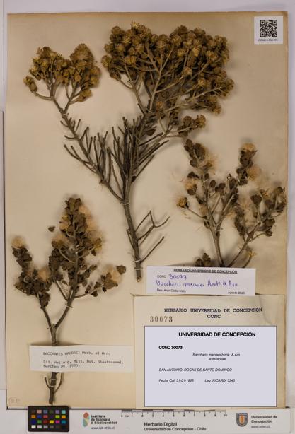 Baccharis macraei [Espécimen: UDEC:CONC:0030073]