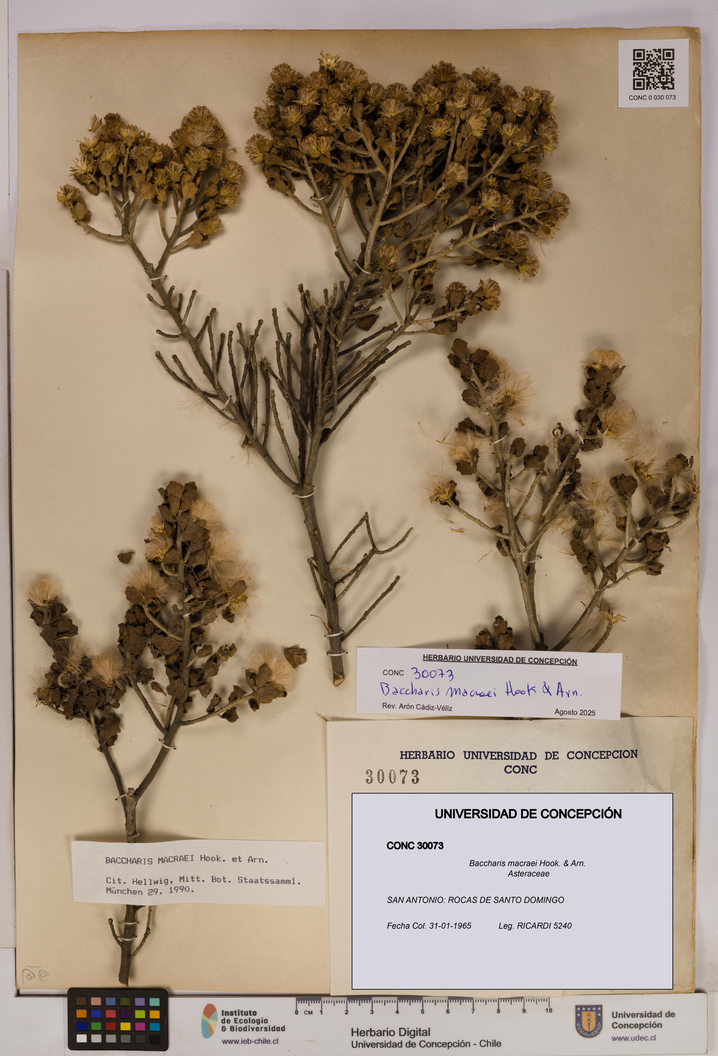 Baccharis macraei [Espécimen: UDEC:CONC:0030073]