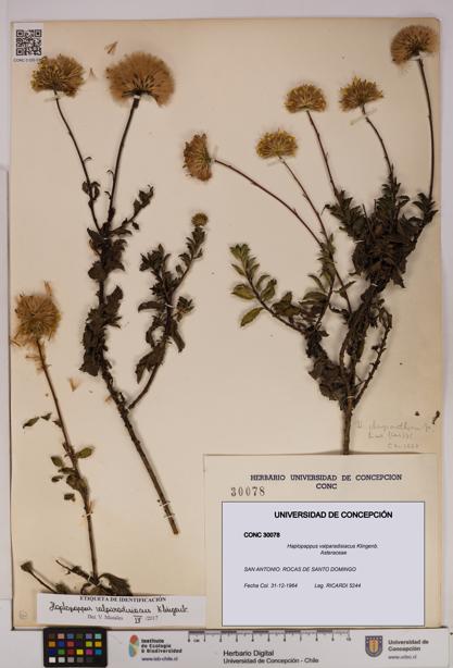 Haplopappus valparadisiacus [Espécimen: UDEC:CONC:0030078]