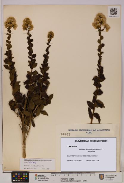 Baccharis racemosa [Espécimen: UDEC:CONC:0030079]