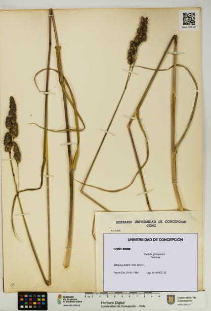 Dactylis glomerata [Espécimen: UDEC:CONC:0030088]