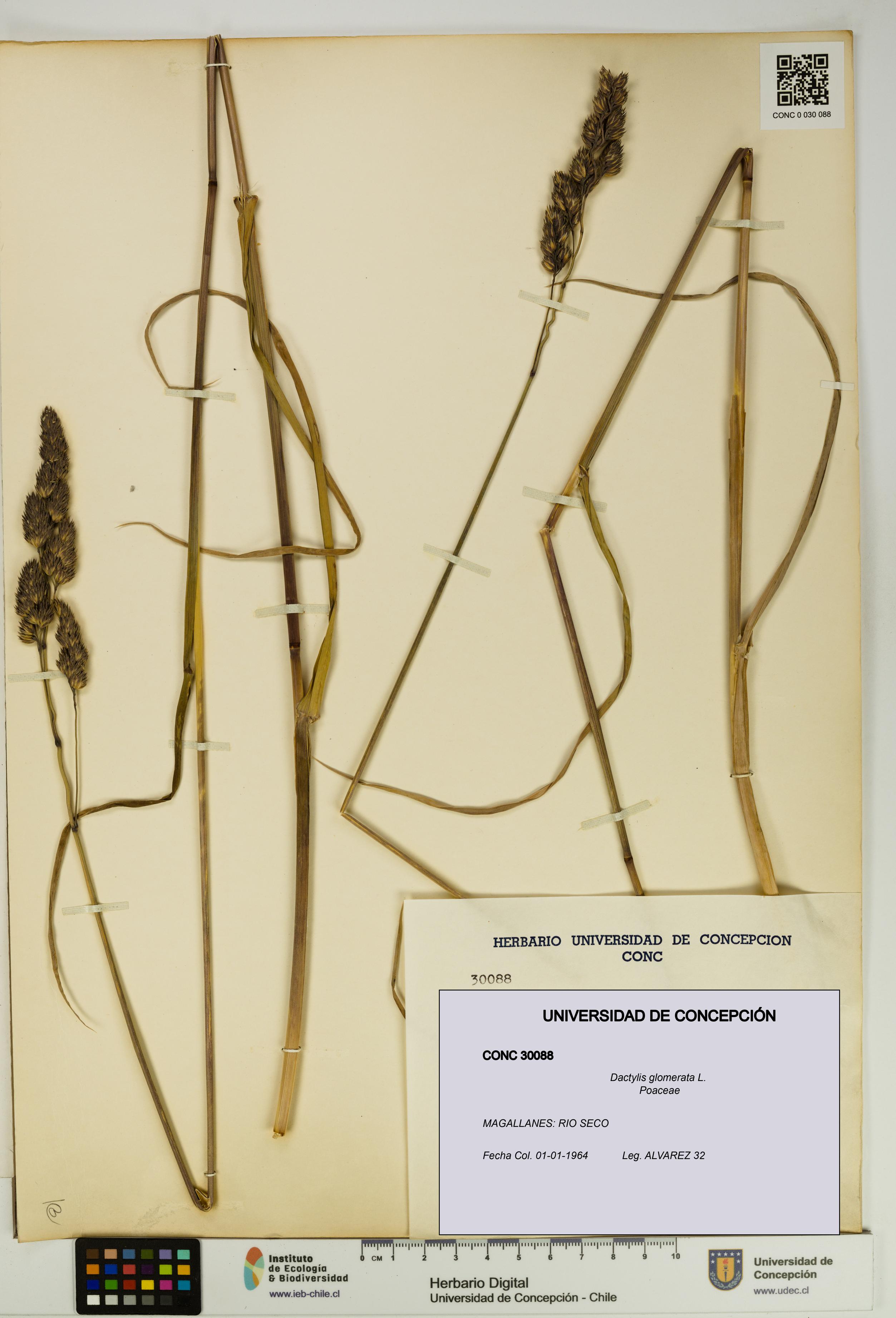 Dactylis glomerata [Espécimen: UDEC:CONC:0030088]