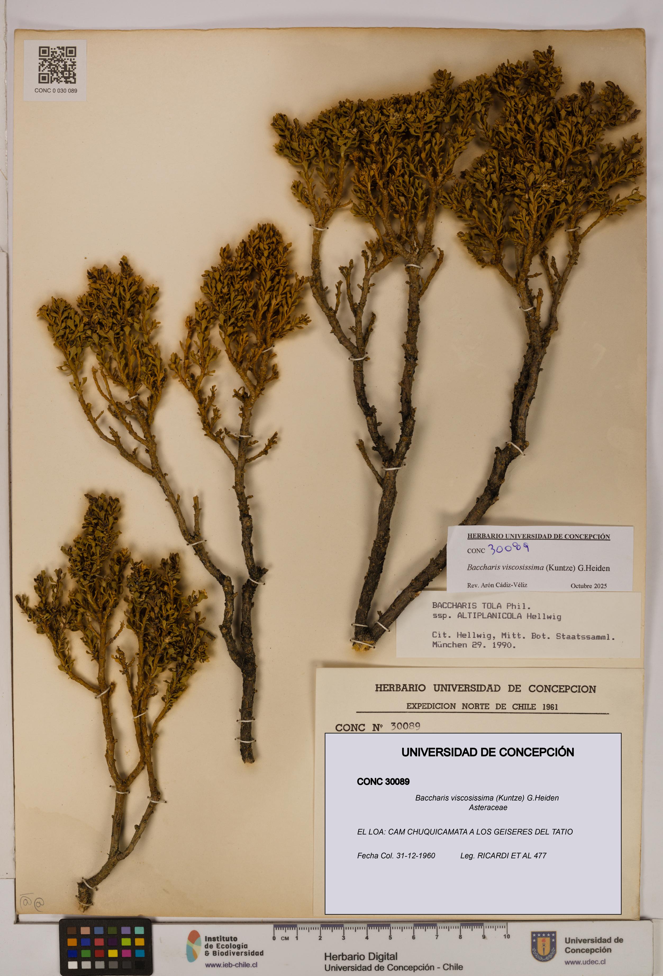 Baccharis tola [Espécimen: UDEC:CONC:0030089]