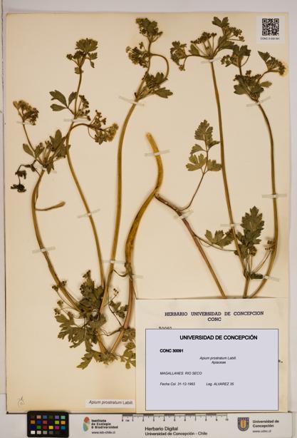 Apium prostratum [Espécimen: ]