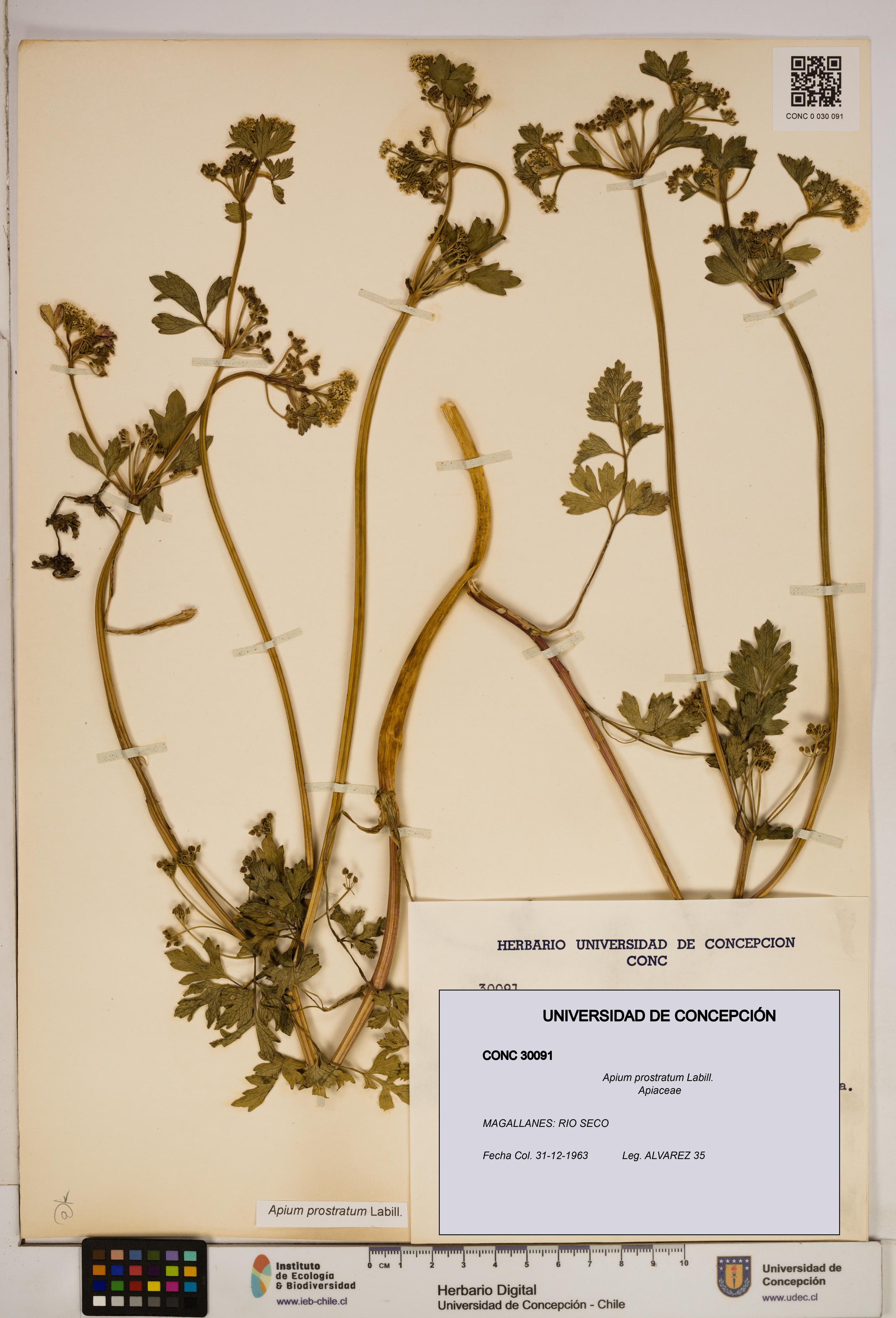 Apium prostratum [Espécimen: ]