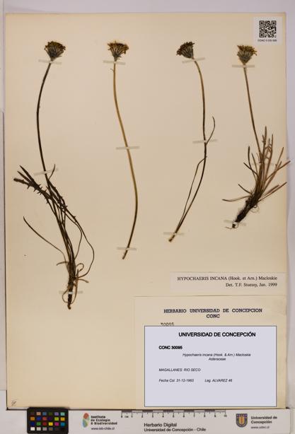 Hypochaeris incana [Espécimen: UDEC:CONC:0030095]
