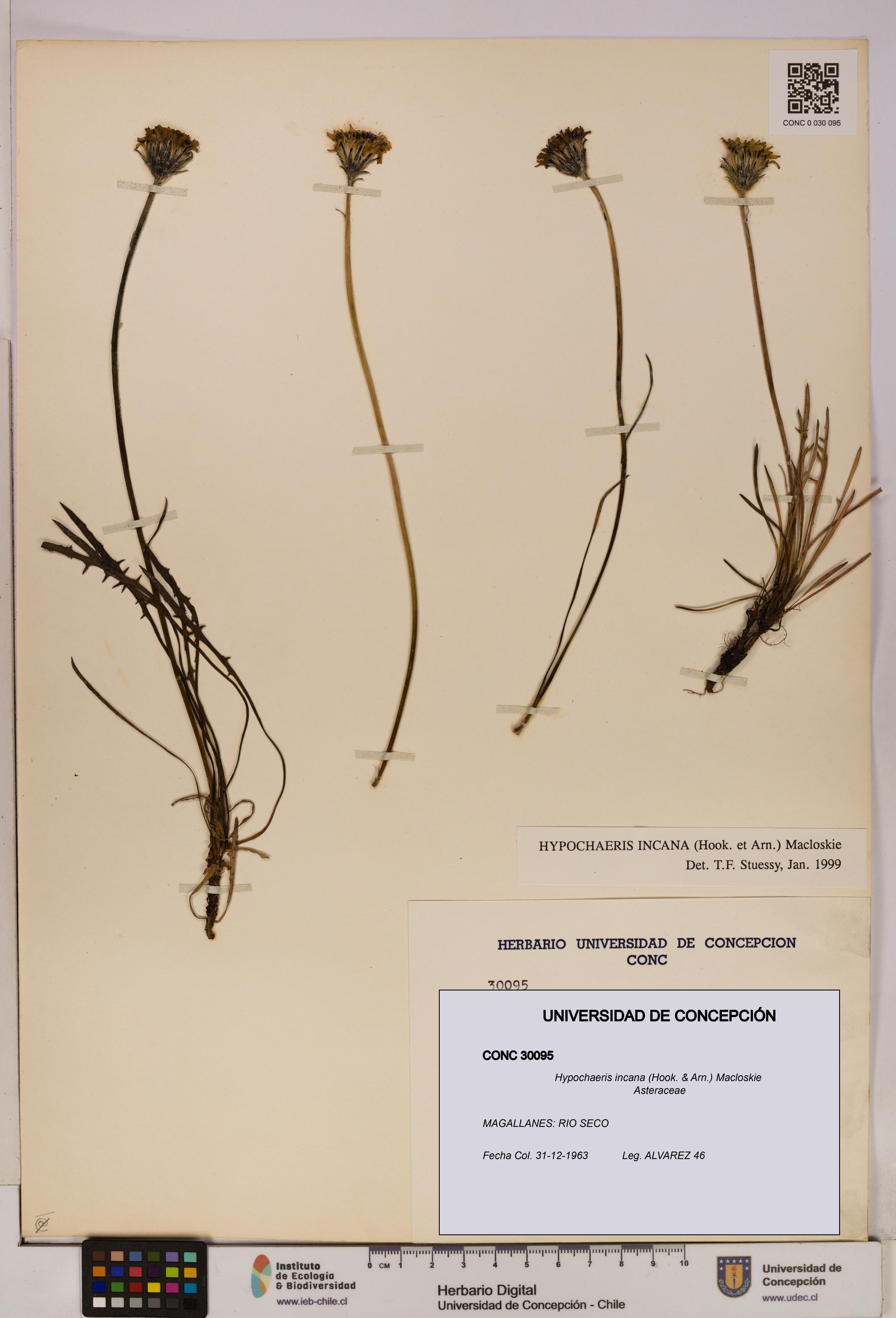 Hypochaeris incana [Espécimen: UDEC:CONC:0030095]