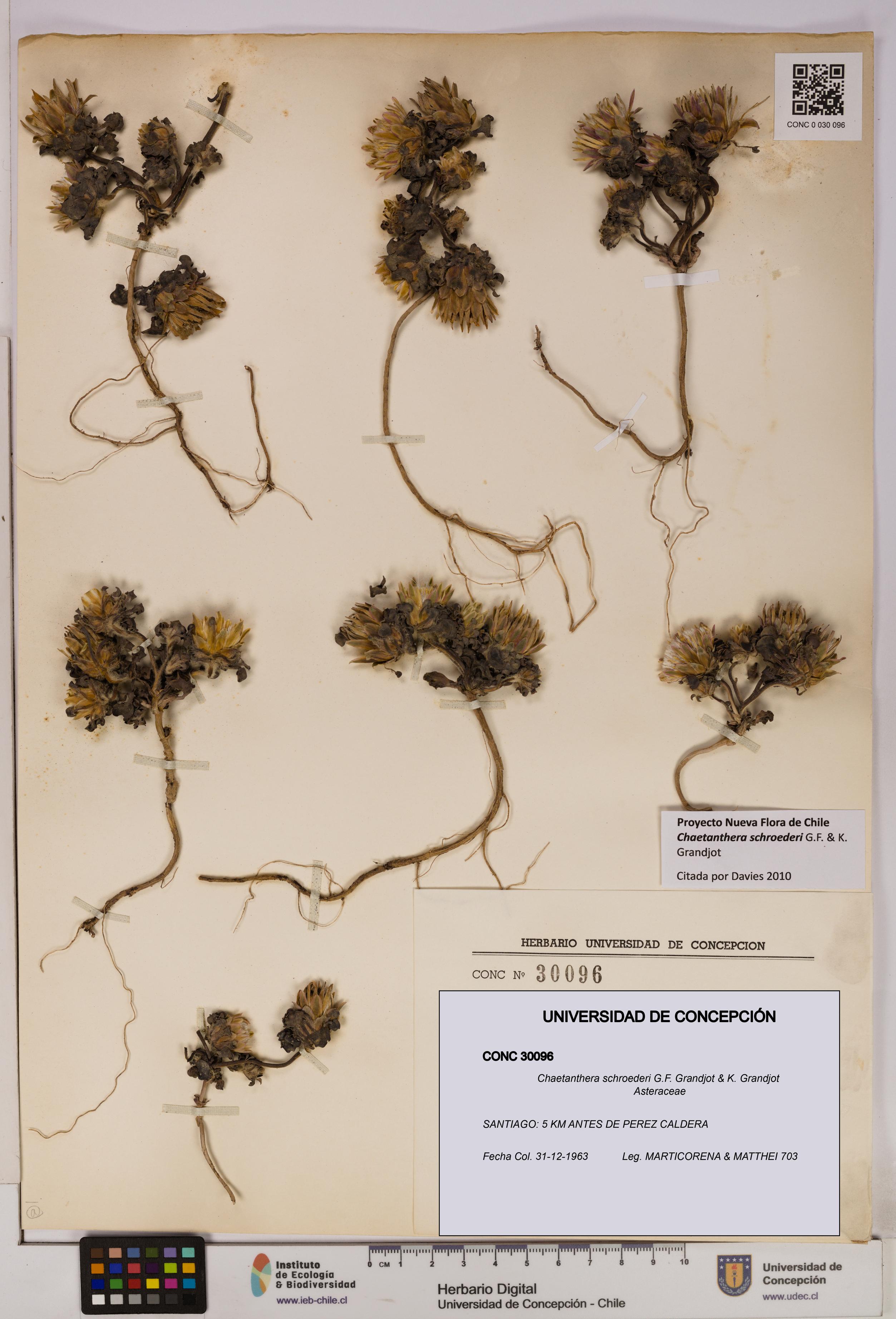 Chaetanthera schroederi [Espécimen: UDEC:CONC:0030096]