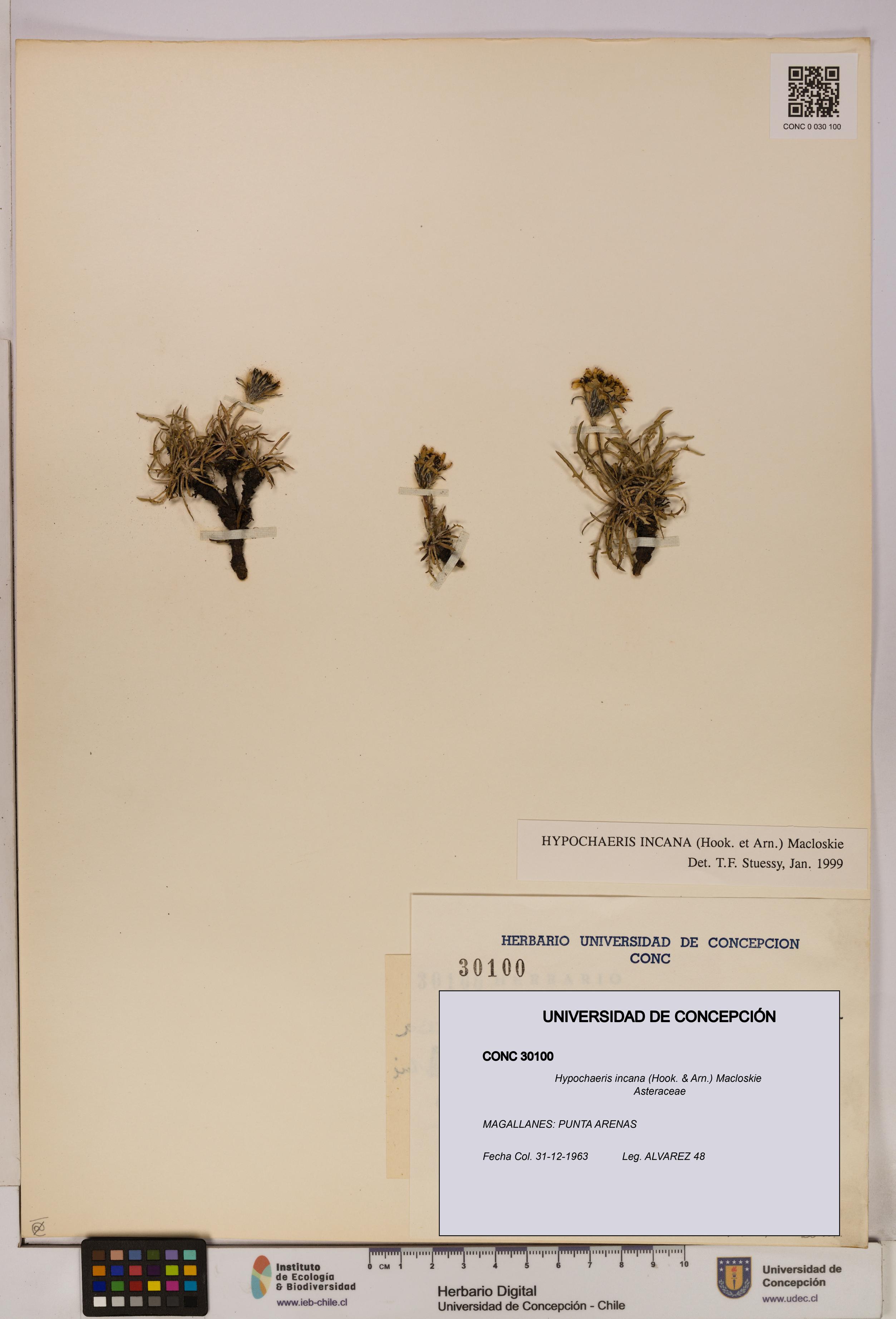 Hypochaeris incana [Espécimen: UDEC:CONC:0030100]