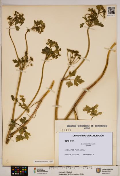 Apium prostratum [Espécimen: ]