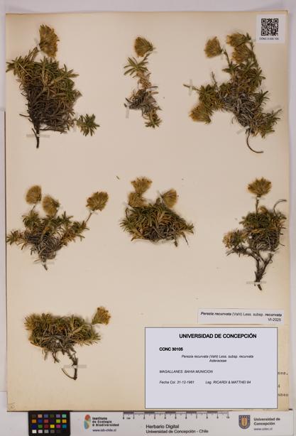 Perezia recurvata subsp. recurvata [Espécimen: UDEC:CONC:0030105]
