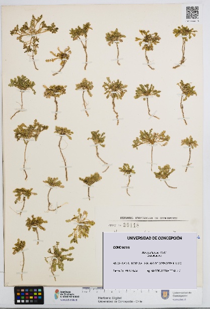 Mancoa hispida [Espécimen: UDEC:CONC:0030118]