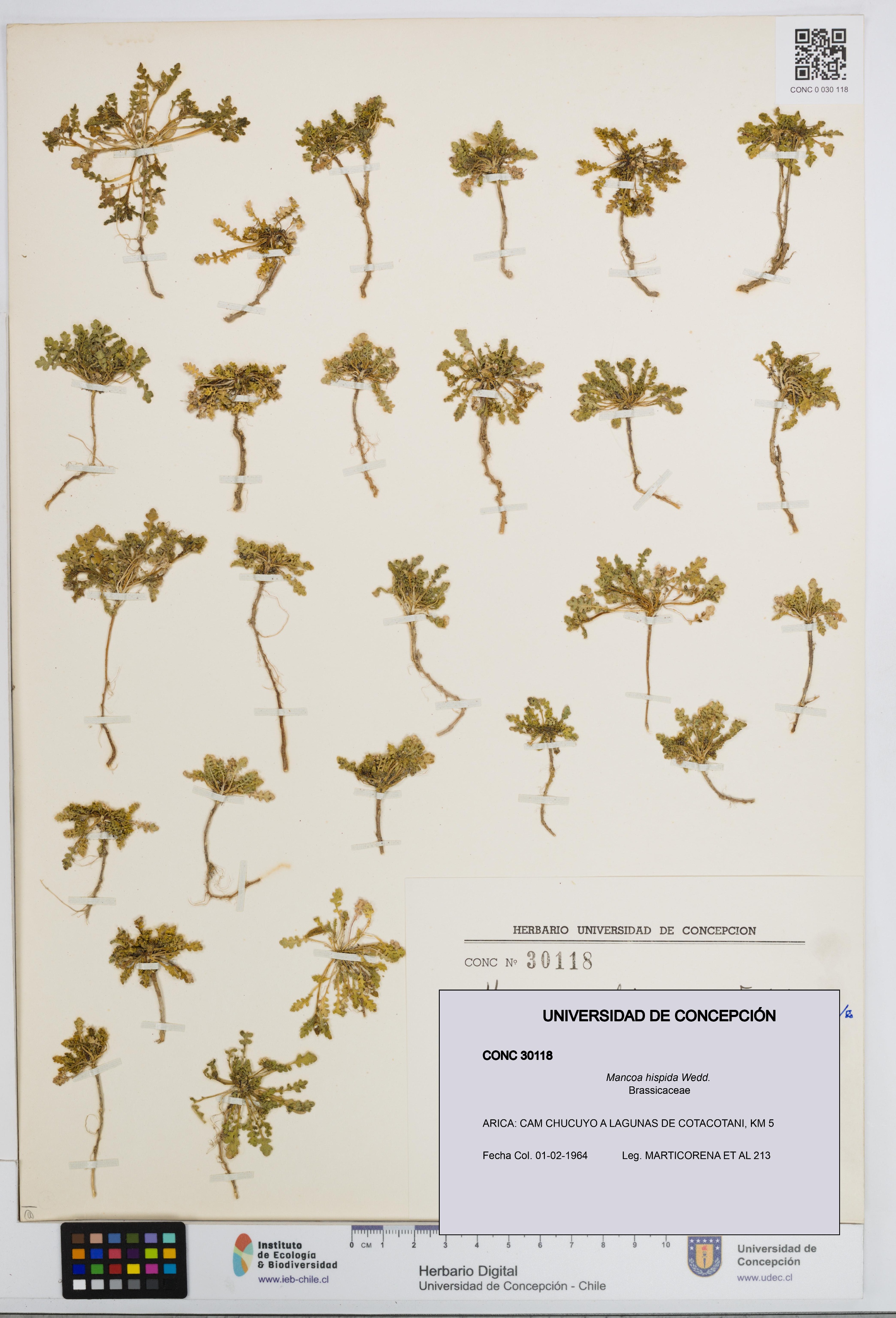 Mancoa hispida [Espécimen: UDEC:CONC:0030118]