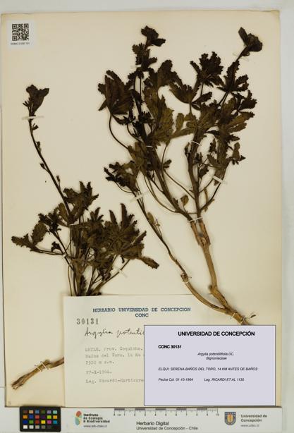 Argylia potentillifolia [Espécimen: UDEC:CONC:0030131]