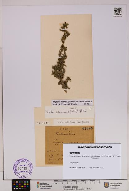 Phyla nodiflora var. minor [Espécimen: UDEC:CONC:0030135]