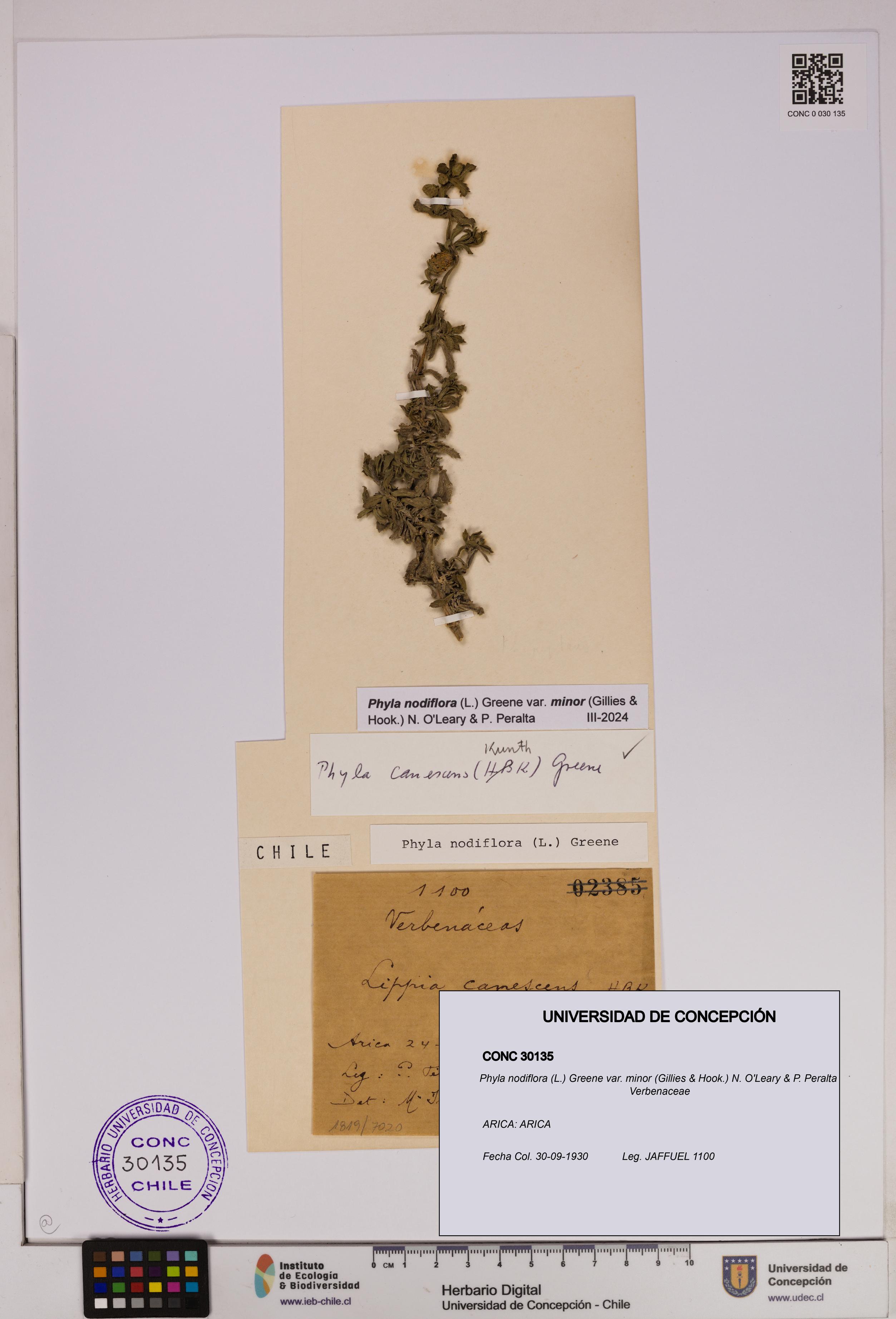 Phyla nodiflora var. minor [Espécimen: UDEC:CONC:0030135]