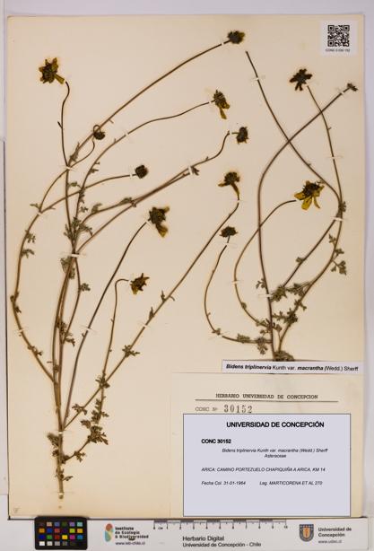 Bidens triplinervia [Espécimen: UDEC:CONC:0030152]