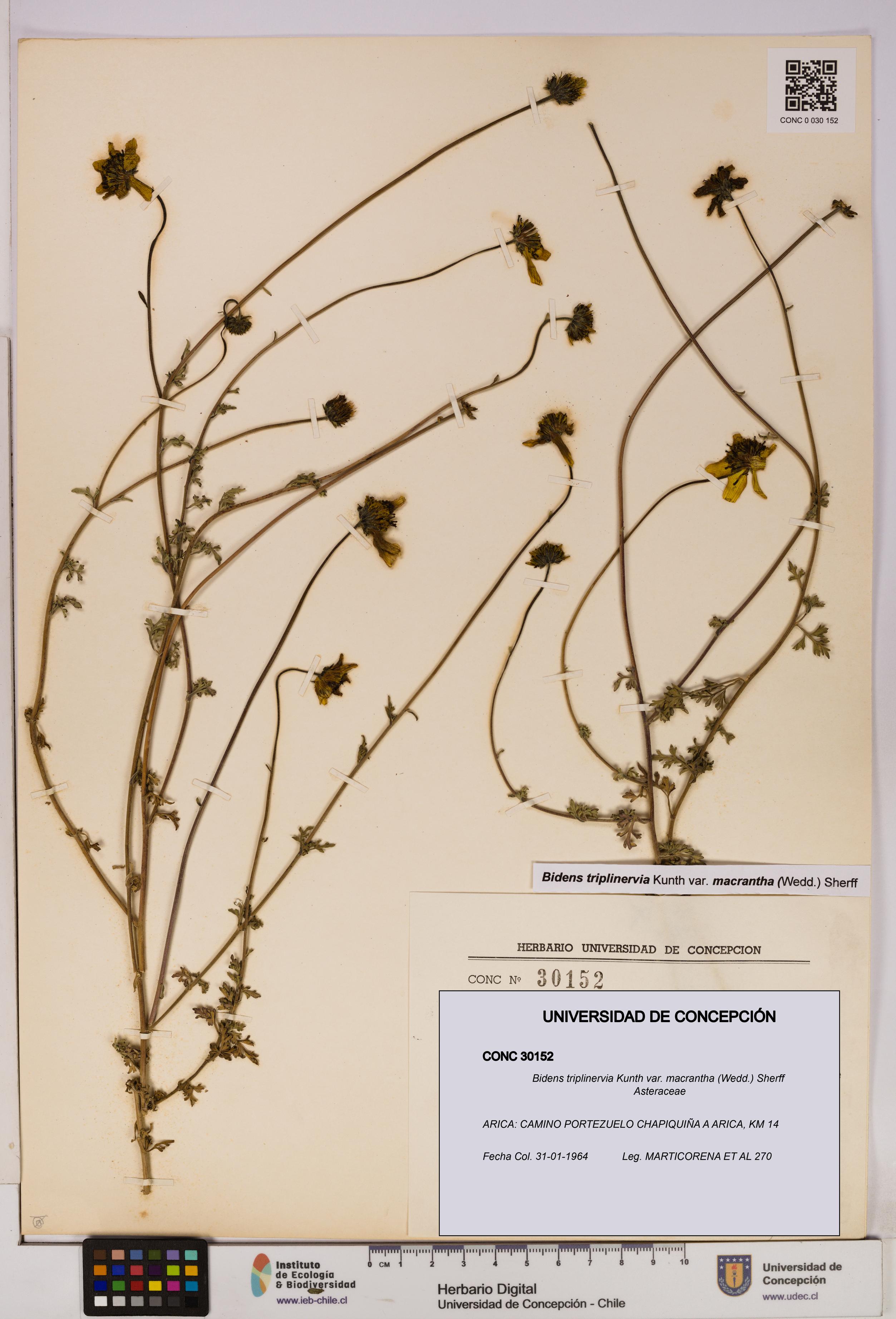 Bidens triplinervia [Espécimen: UDEC:CONC:0030152]