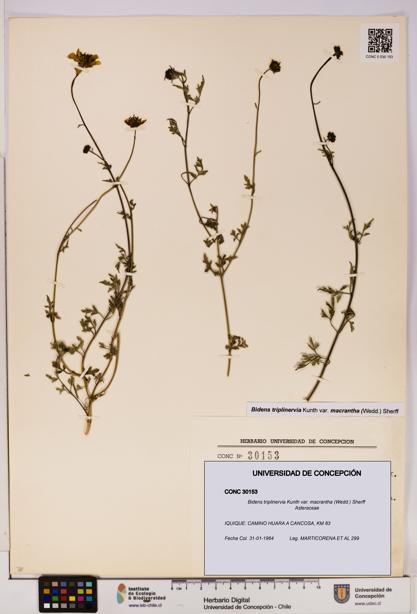 Bidens triplinervia [Espécimen: UDEC:CONC:0030153]