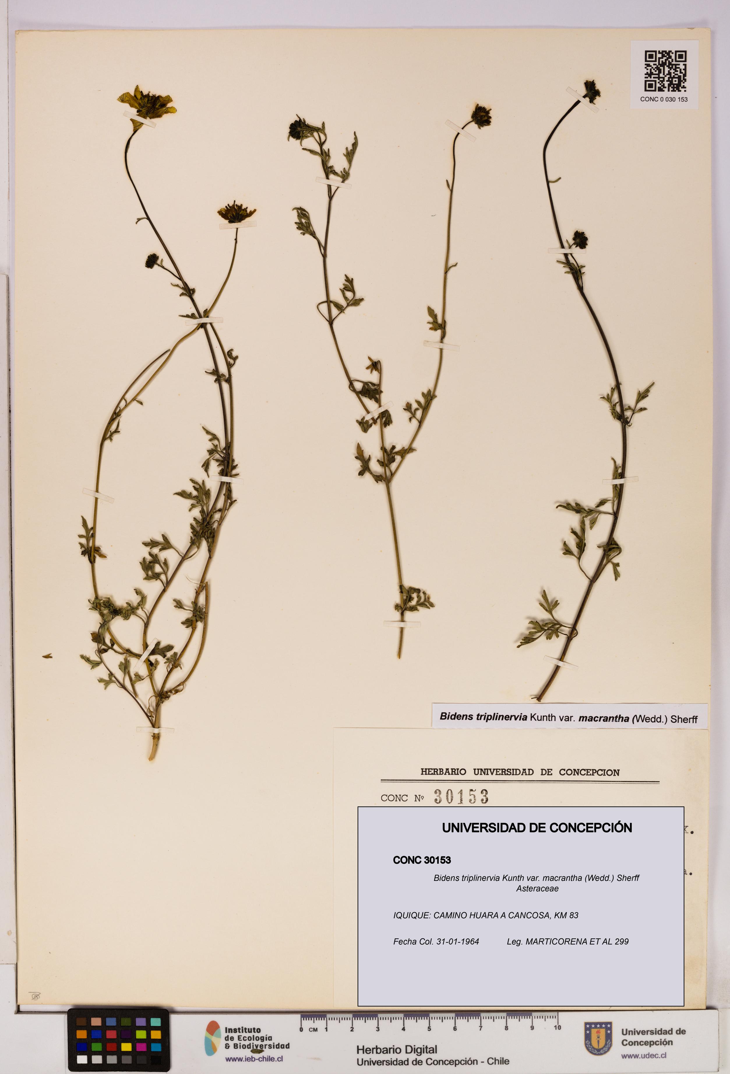 Bidens triplinervia [Espécimen: UDEC:CONC:0030153]