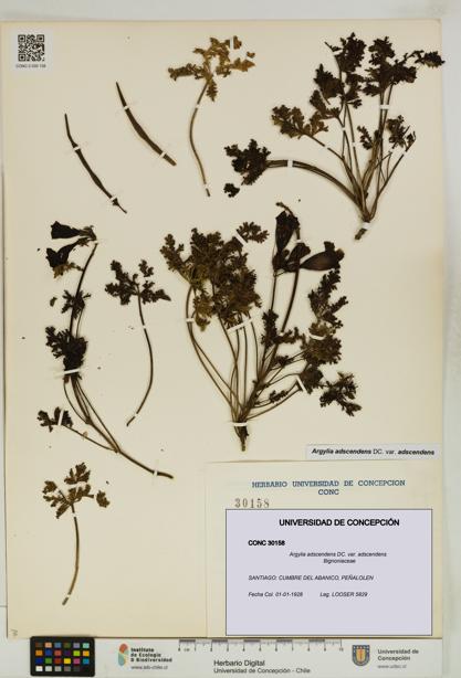 Argylia adscendens [Espécimen: UDEC:CONC:0030158]