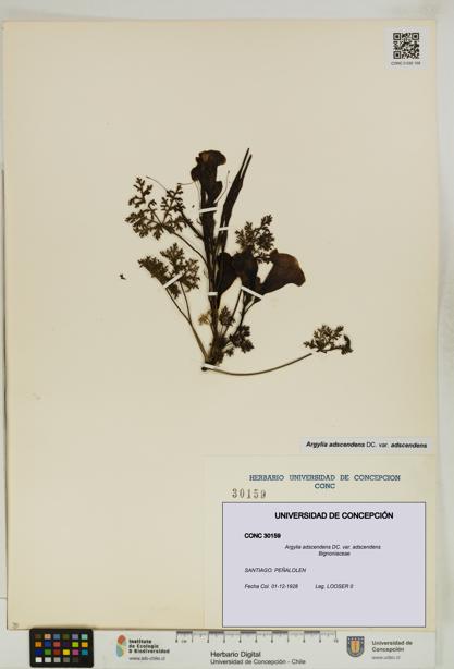 Argylia adscendens [Espécimen: UDEC:CONC:0030159]