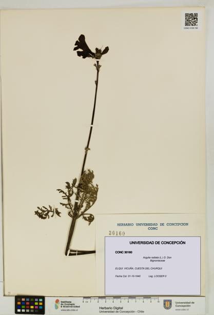 Argylia radiata [Espécimen: UDEC:CONC:0030160]