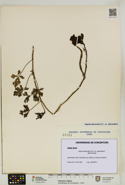 Argylia adscendens [Espécimen: UDEC:CONC:0030161]