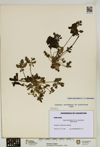 Argylia adscendens [Espécimen: UDEC:CONC:0030162]