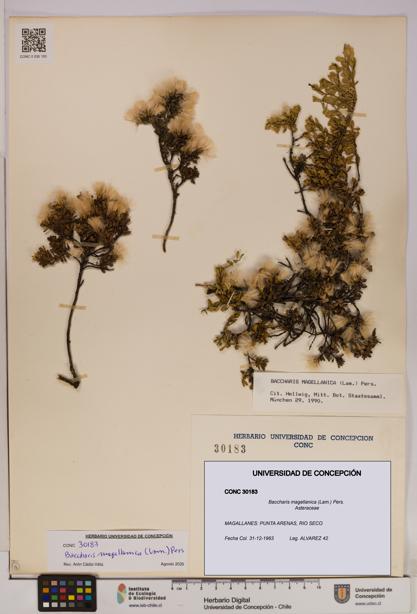 Baccharis magellanica [Espécimen: UDEC:CONC:0030183]