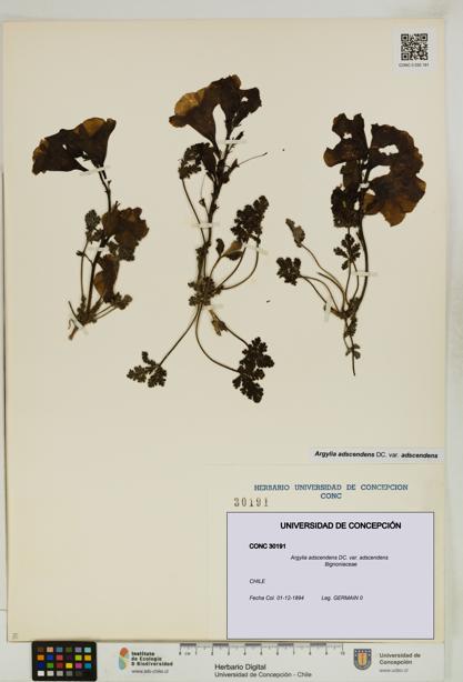 Argylia adscendens [Espécimen: UDEC:CONC:0030191]