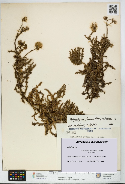 Polyachyrus fuscus [Espécimen: UDEC:CONC:0030192]