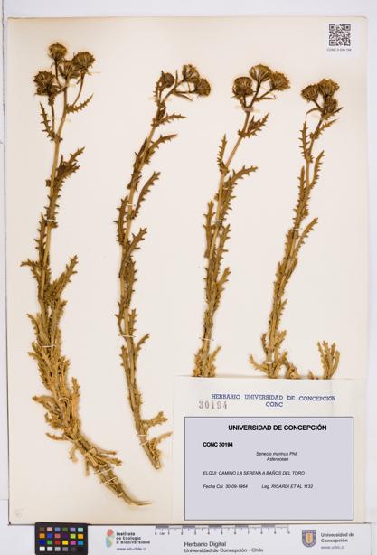 Senecio murinus [Espécimen: ]