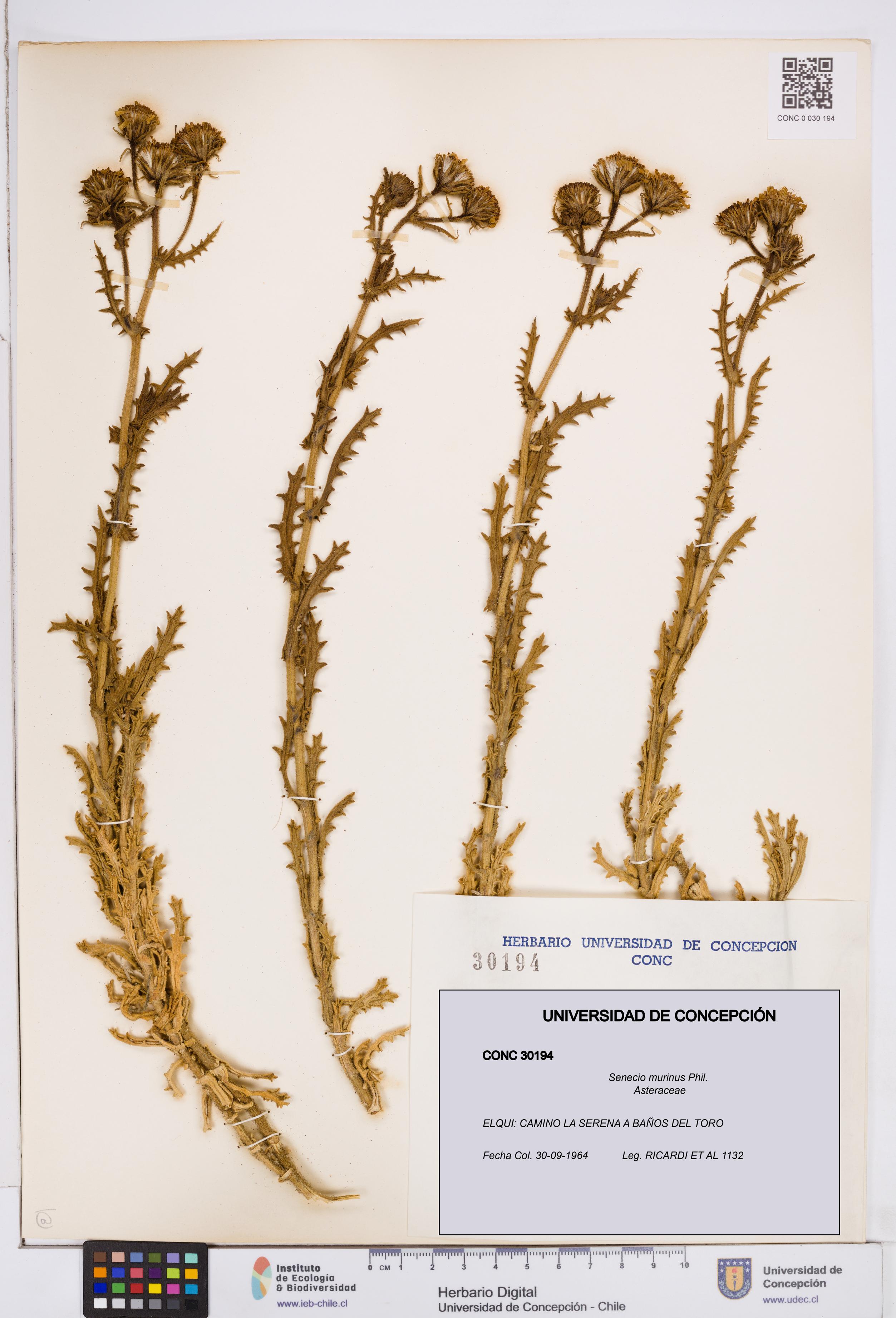 Senecio murinus [Espécimen: ]