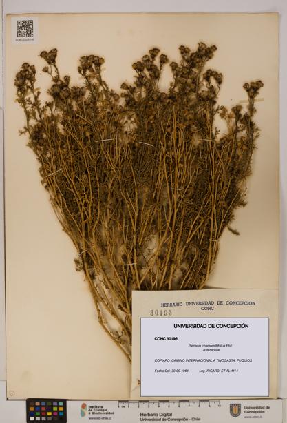 Senecio chamomillifolius [Espécimen: UDEC:CONC:0030195]