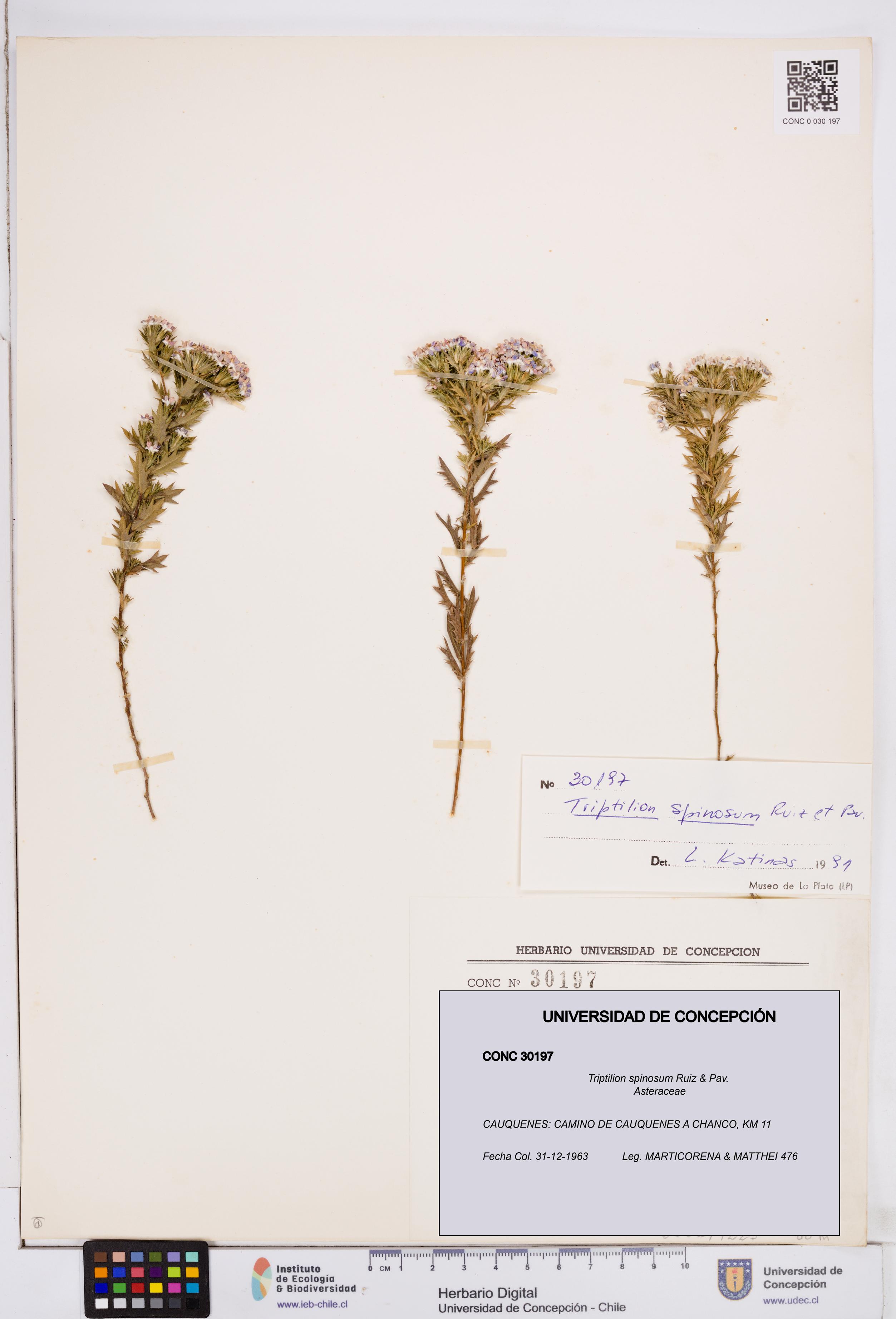 Triptilion spinosum [Espécimen: ]