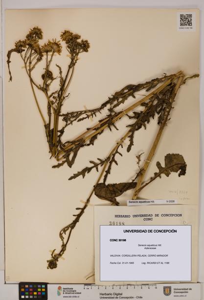 Senecio aquaticus [Espécimen: UDEC:CONC:0030198]
