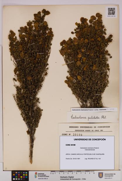 Calceolaria inamoena [Espécimen: UDEC:CONC:0030199]