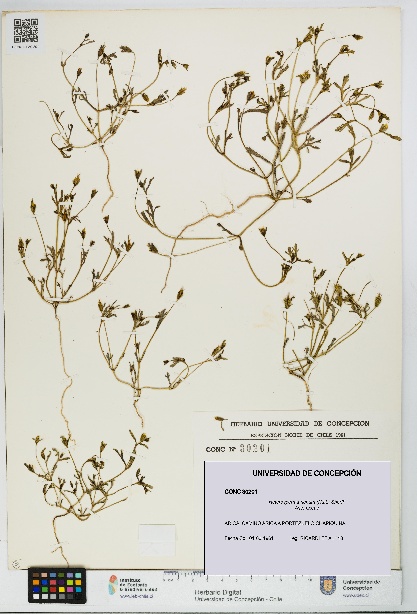 Heterosperma nanum [Espécimen: UDEC:CONC:0030201]