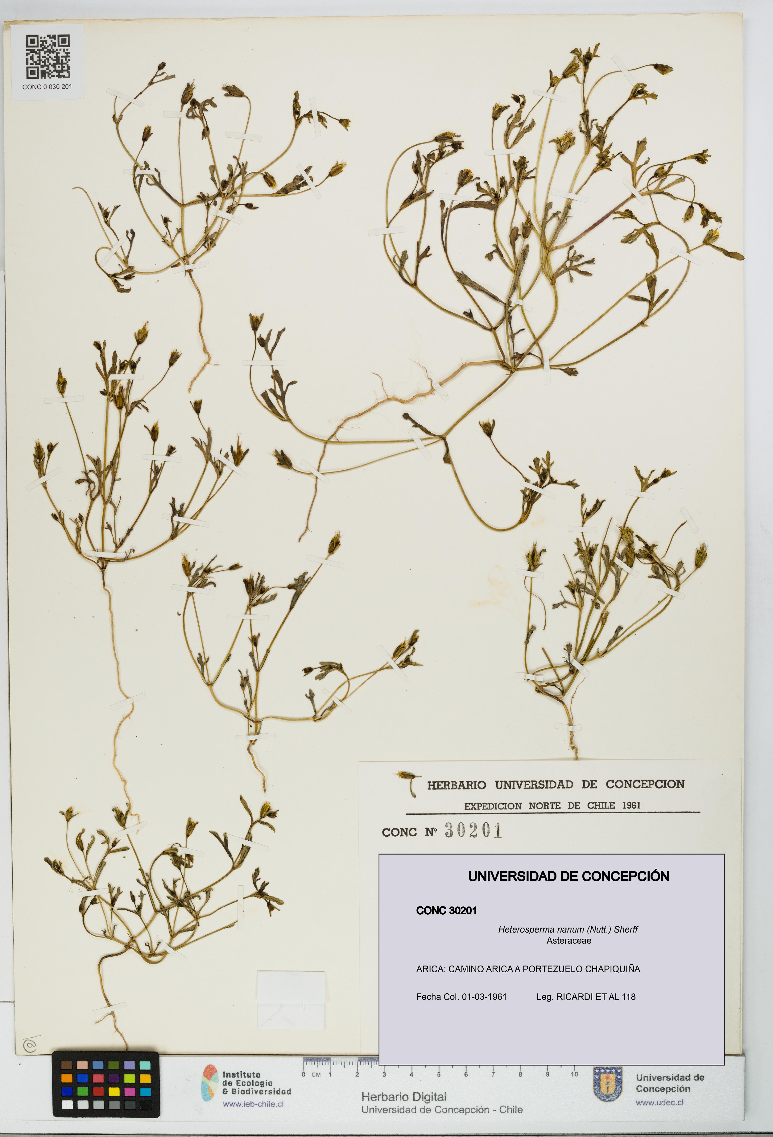 Heterosperma nanum [Espécimen: UDEC:CONC:0030201]