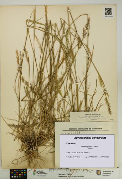 Nassella pungens [Espécimen: UDEC:CONC:0030203]