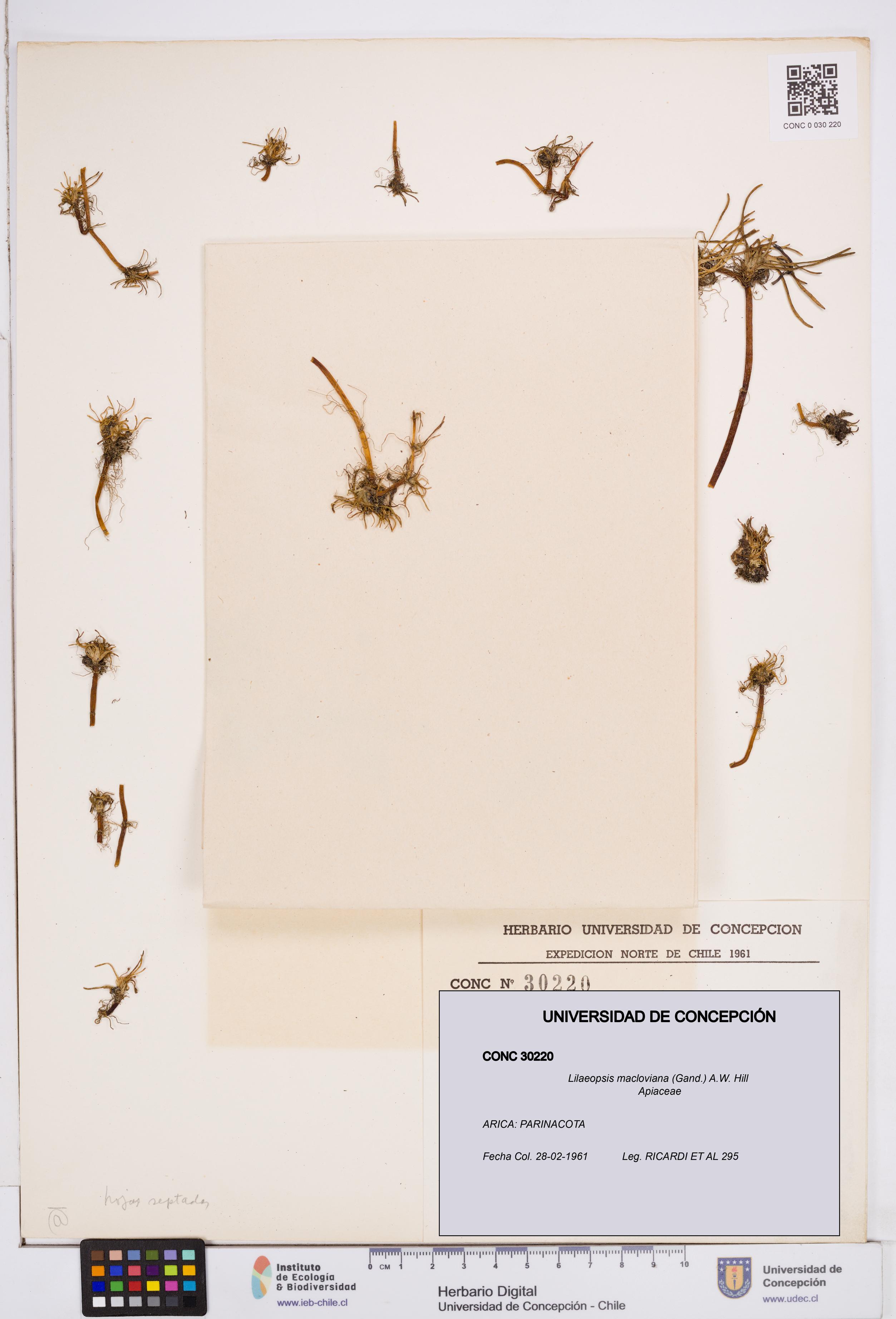 Lilaeopsis macloviana [Espécimen: ]