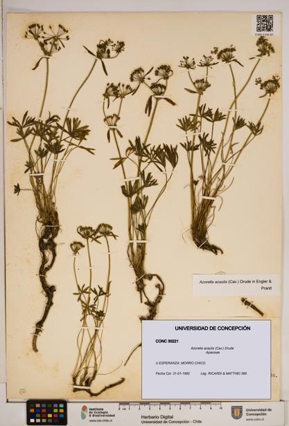 Azorella acaulis [Espécimen: ]