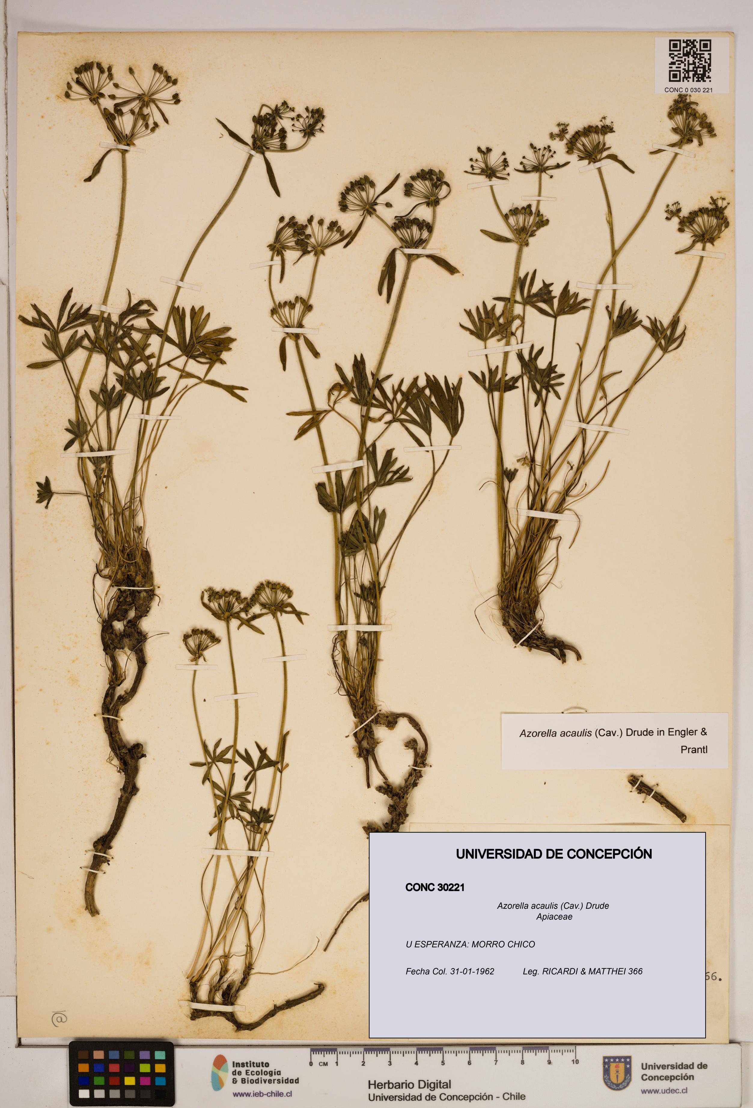 Azorella acaulis [Espécimen: ]