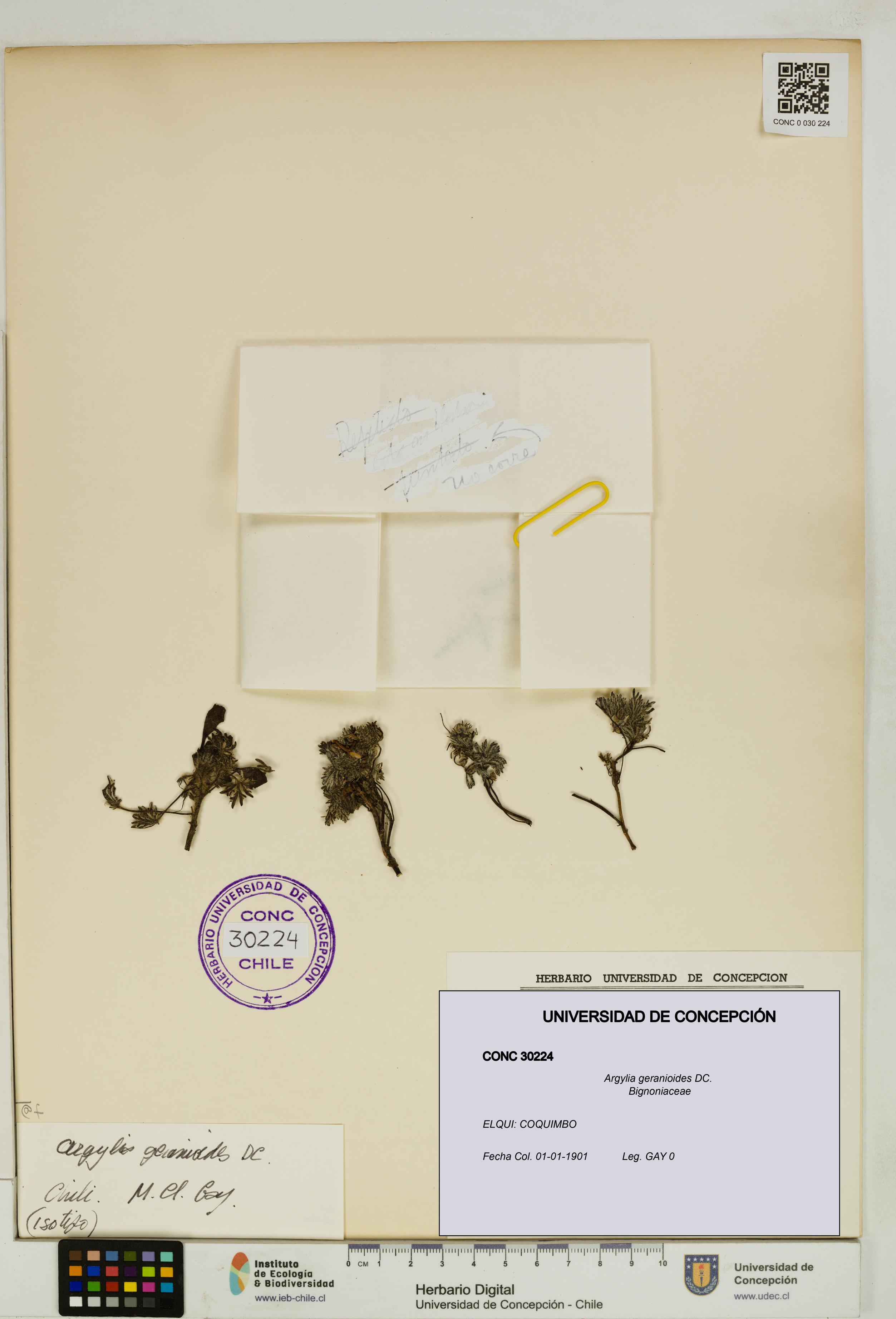 Argylia geranioides [Espécimen: UDEC:CONC:0030224]