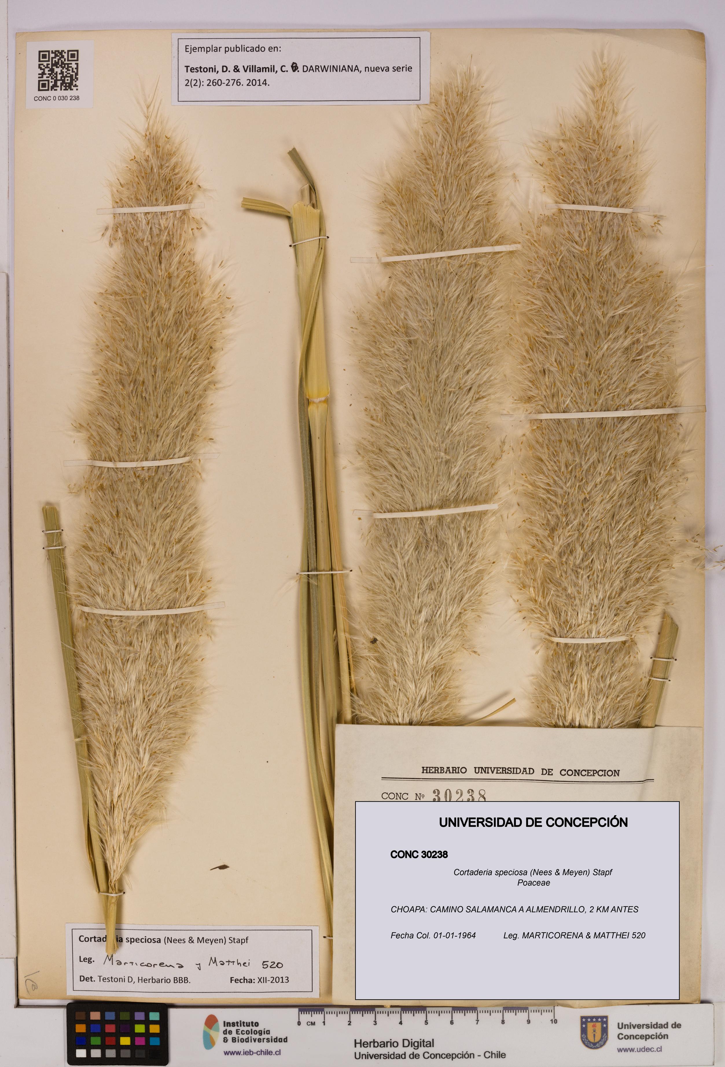 Cortaderia speciosa [Espécimen: UDEC:CONC:0030238]