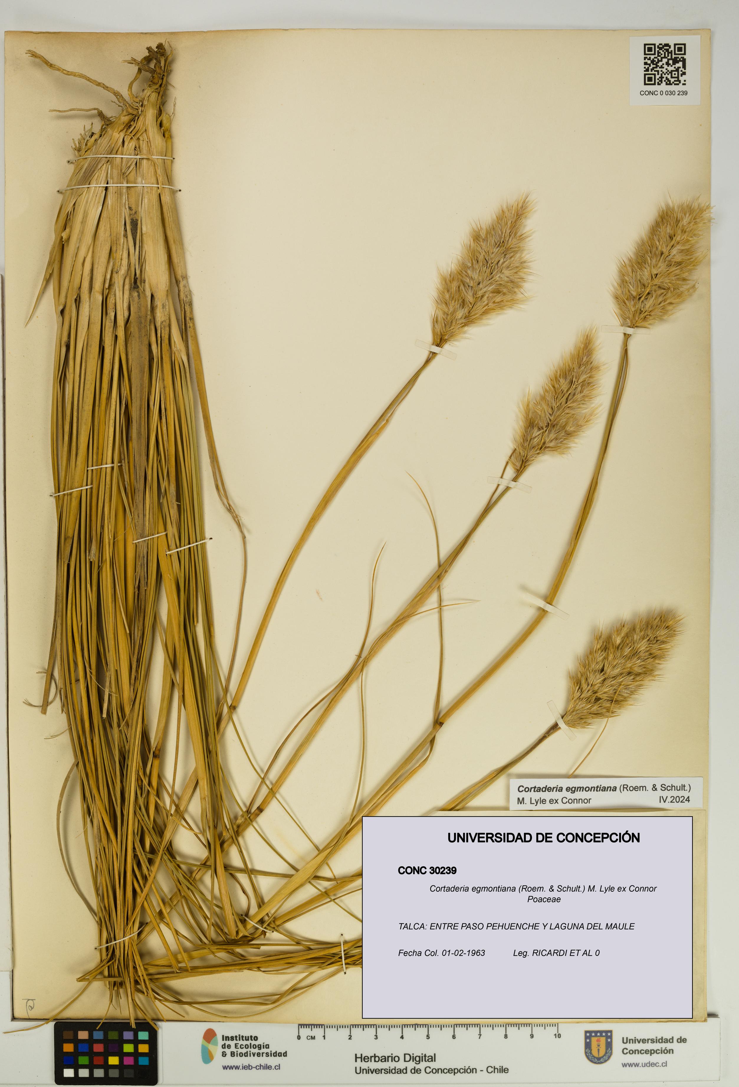 Cortaderia egmontiana [Espécimen: UDEC:CONC:0030239]