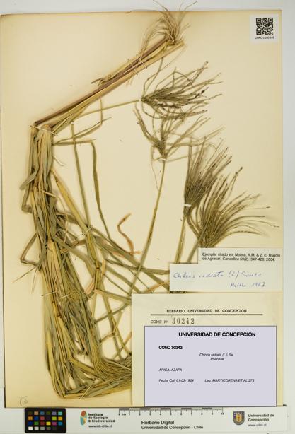 Chloris radiata [Espécimen: UDEC:CONC:0030242]