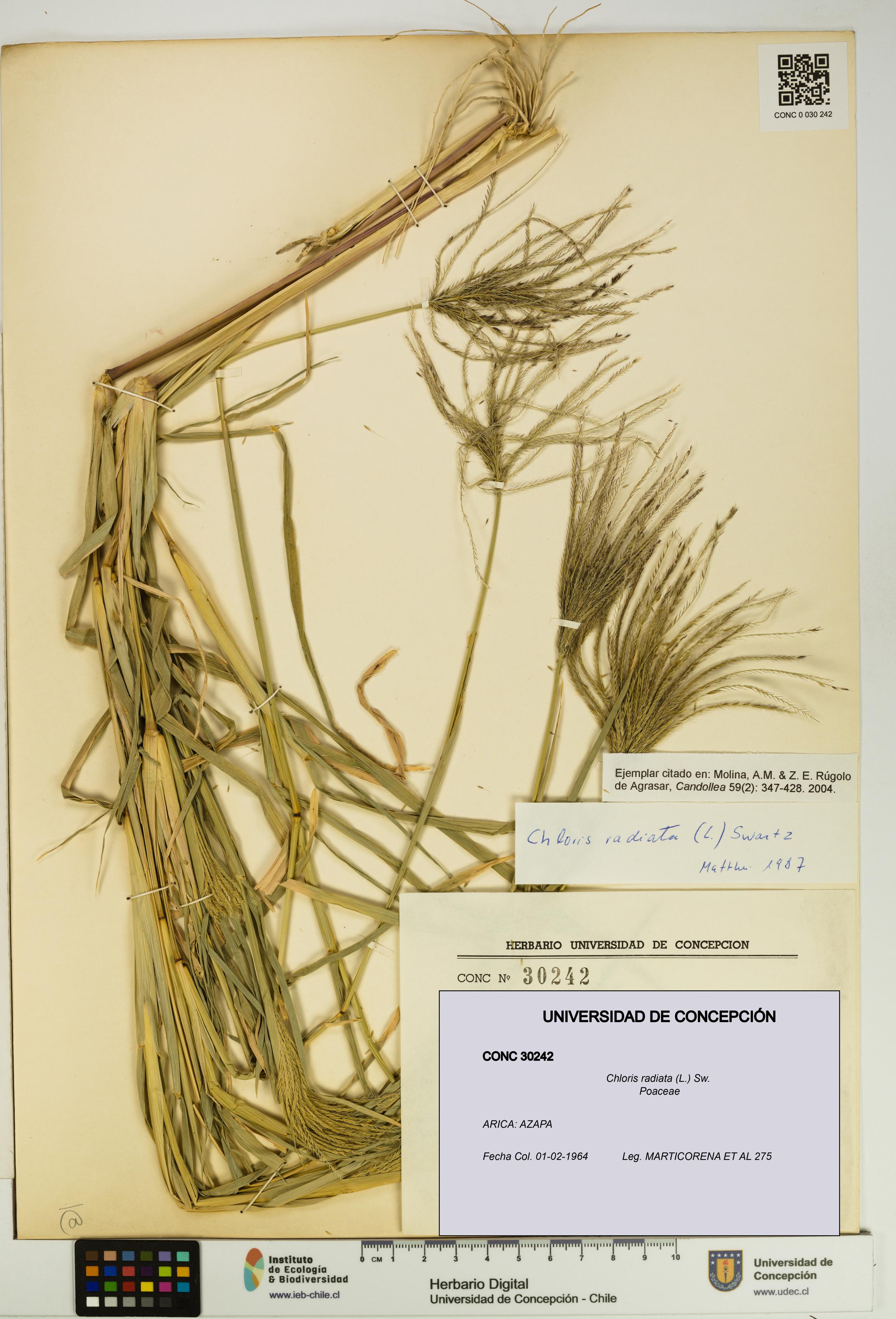 Chloris radiata [Espécimen: UDEC:CONC:0030242]