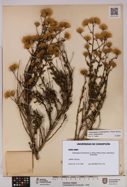 Haplopappus cerberoanus subsp. cerberoanus [Espécimen: UDEC:CONC:0030251]